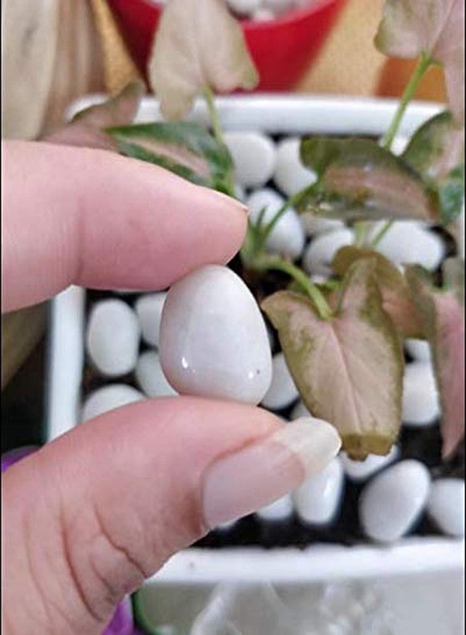 Schmick White Pebbles for Decoration - Pebbles for Plants Pots - Pebbles for Garden, Fish Tank Aquarium, Table, Vase Fillers (1.9 Kg, White Stones) - Image 2